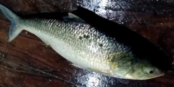 এক ইলিশের দাম সাড়ে ৯ হাজার টাকা